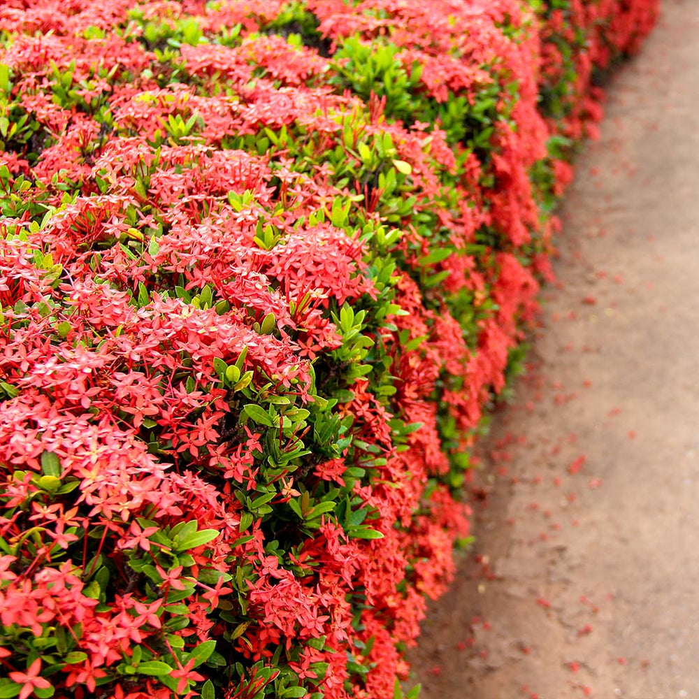 Dwarf Red Ixora Bush