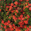Dwarf Red Ixora Bush