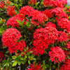 Dwarf Red Ixora Bush