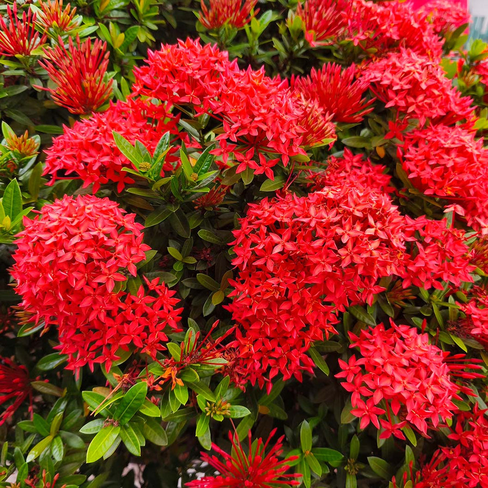 Dwarf Red Ixora Bush