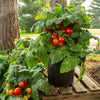 Proven Winners® Harvest Sweet Ascent™ Jo Dwarf Tomato Bush