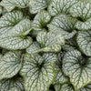 Proven Winners® Jack Frost Brunnera Plant