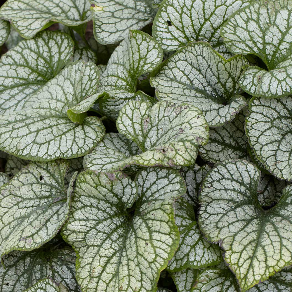 Proven Winners® Jack Frost Brunnera Plant