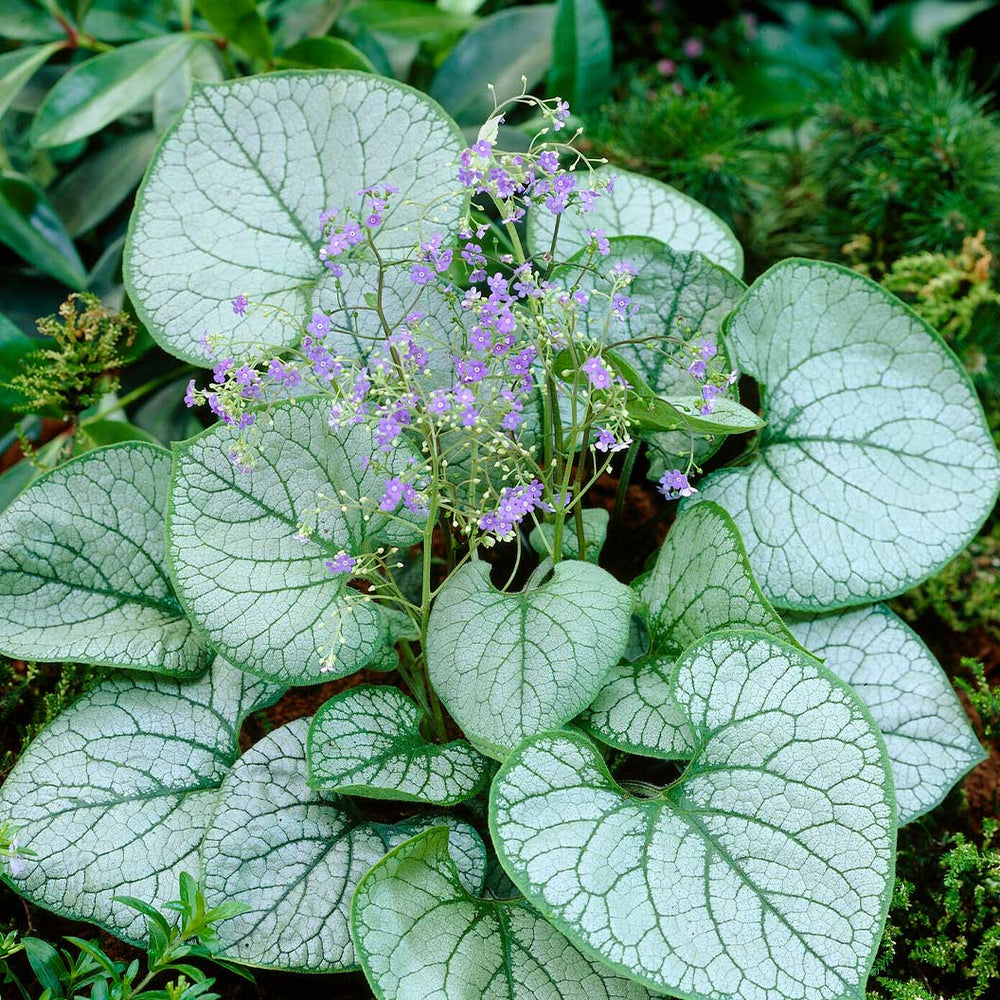 Proven Winners® Jack Frost Brunnera Plant