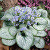 Proven Winners® Jack Frost Brunnera Plant