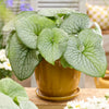 Proven Winners® Jack Frost Brunnera Plant