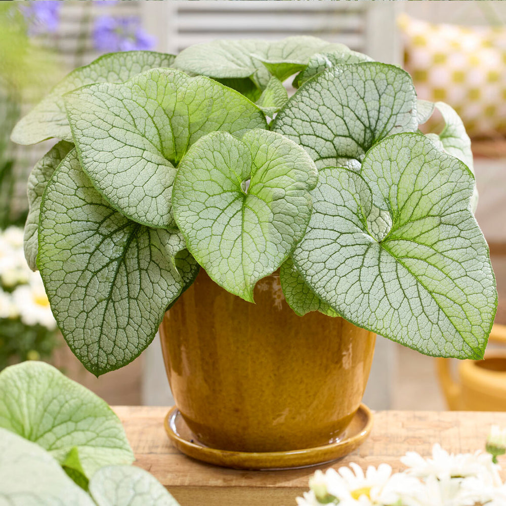Proven Winners® Jack Frost Brunnera Plant