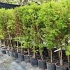 Coral Bark Japanese Maple Tree