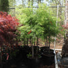 Weeping Japanese Maple 'Viridis' Tree