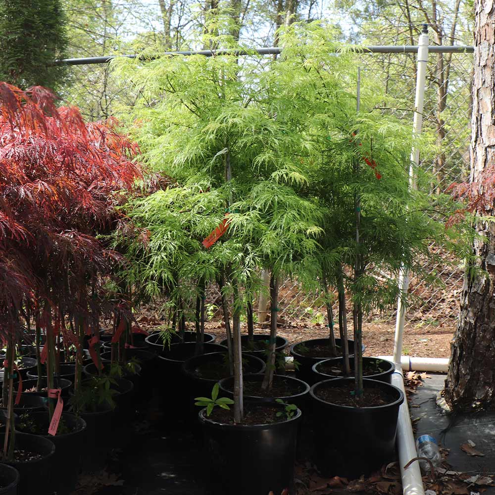 Weeping Japanese Maple 'Viridis' Tree