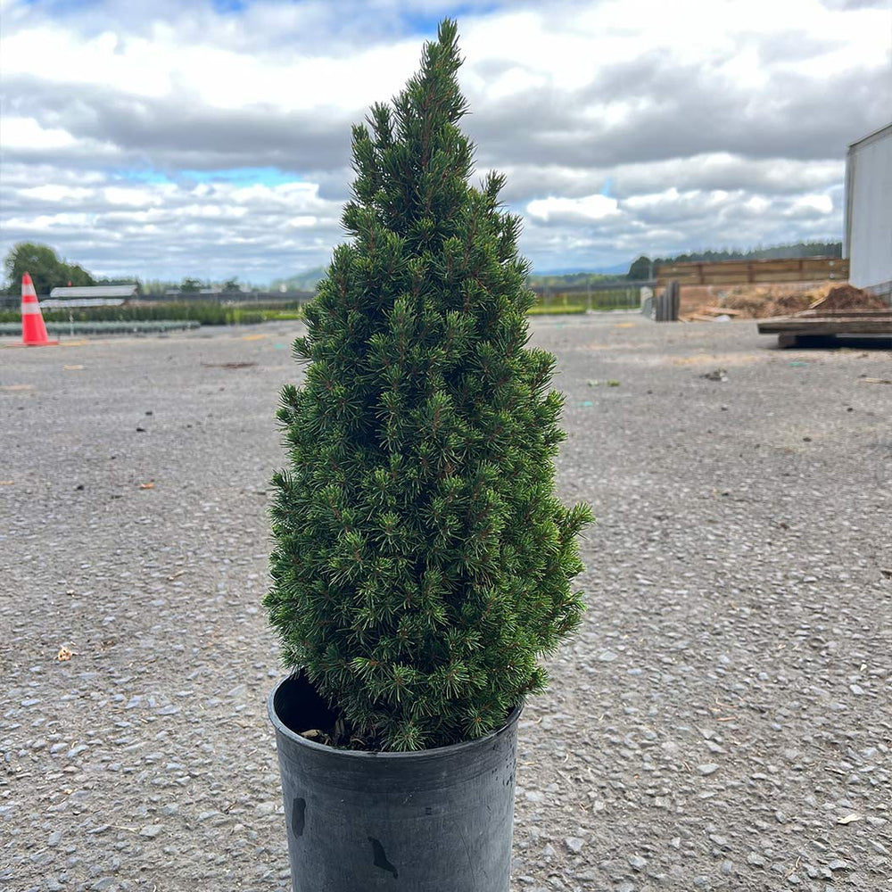Iseli® Jean's Dilly® Spruce Tree