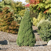Iseli® Jean's Dilly® Spruce Tree