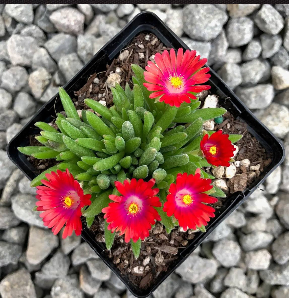 Jewel of the Desert Garnet Ice Plant
