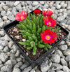 Jewel of the Desert Garnet Ice Plant