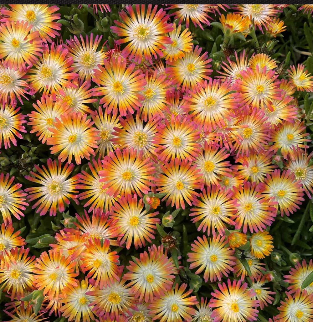 Jewel of Desert Ruby Ice Plant