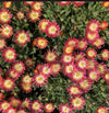 Jewel of Desert Ruby Ice Plant