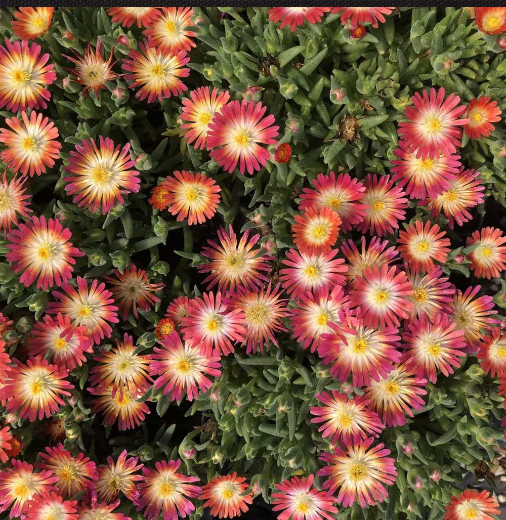 Jewel of Desert Ruby Ice Plant