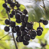 Jumbo Black Muscadine Vine