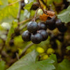 Jumbo Black Muscadine Vine