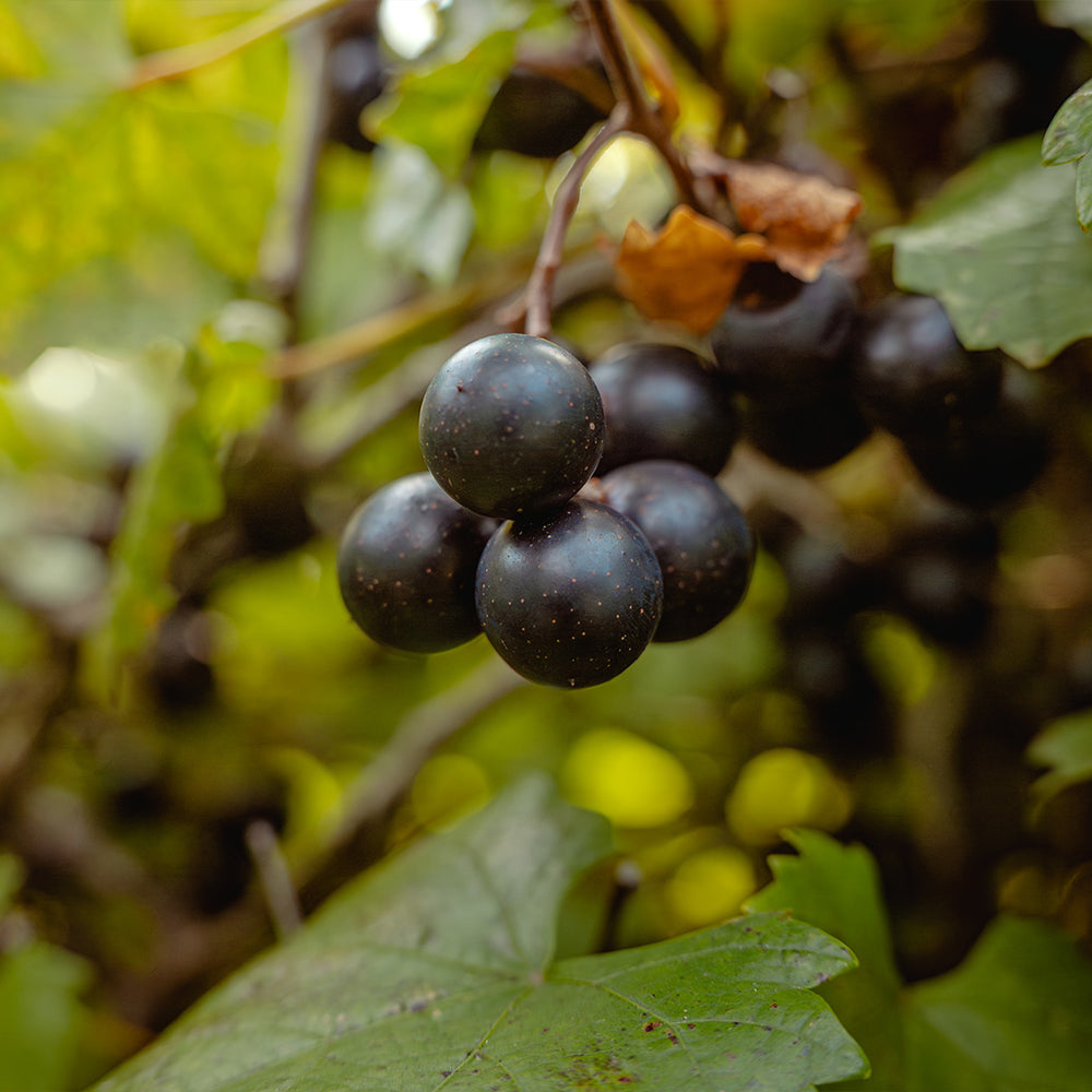 Jumbo Black Muscadine Vine