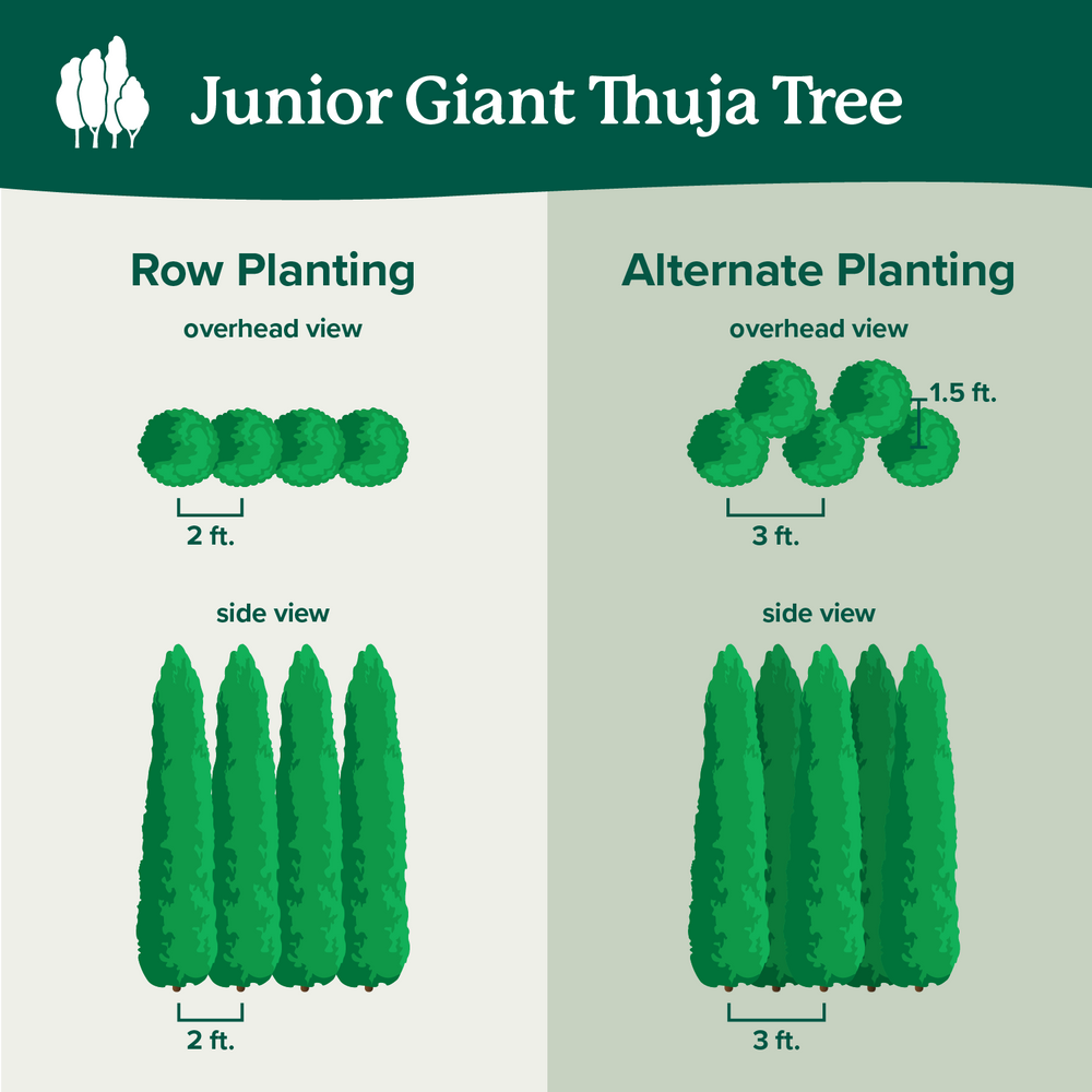 Junior Giant Thuja Tree