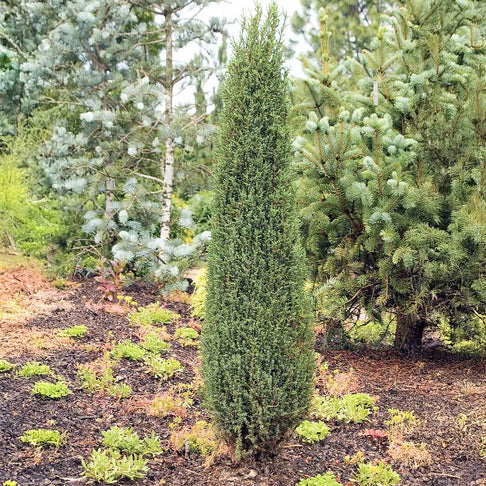 Compressa Juniper Shrub