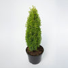 Compressa Juniper Shrub