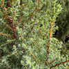 Compressa Juniper Shrub