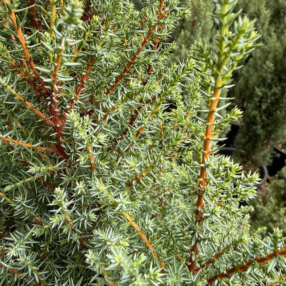 Compressa Juniper Shrub
