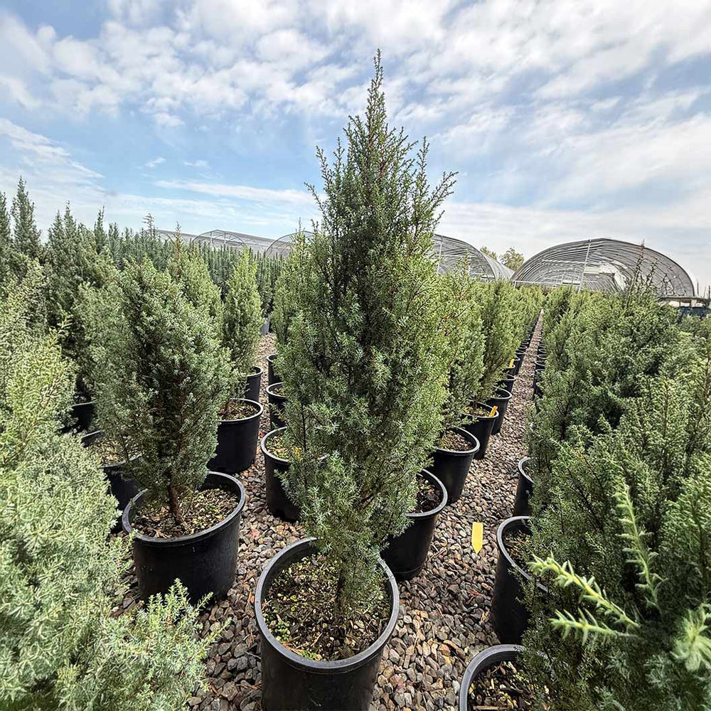 Compressa Juniper Shrub
