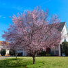 KV' Flowering Plum Tree