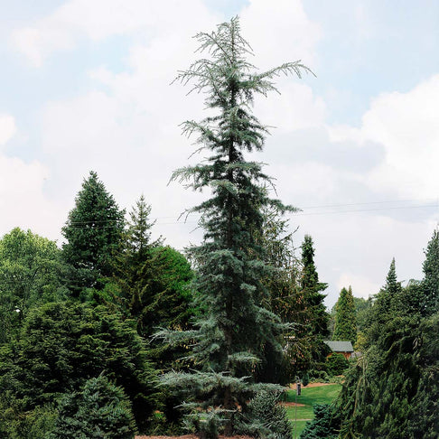 Karl Fuchs Himalayan Cedar Tree