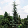 Karl Fuchs Himalayan Cedar Tree