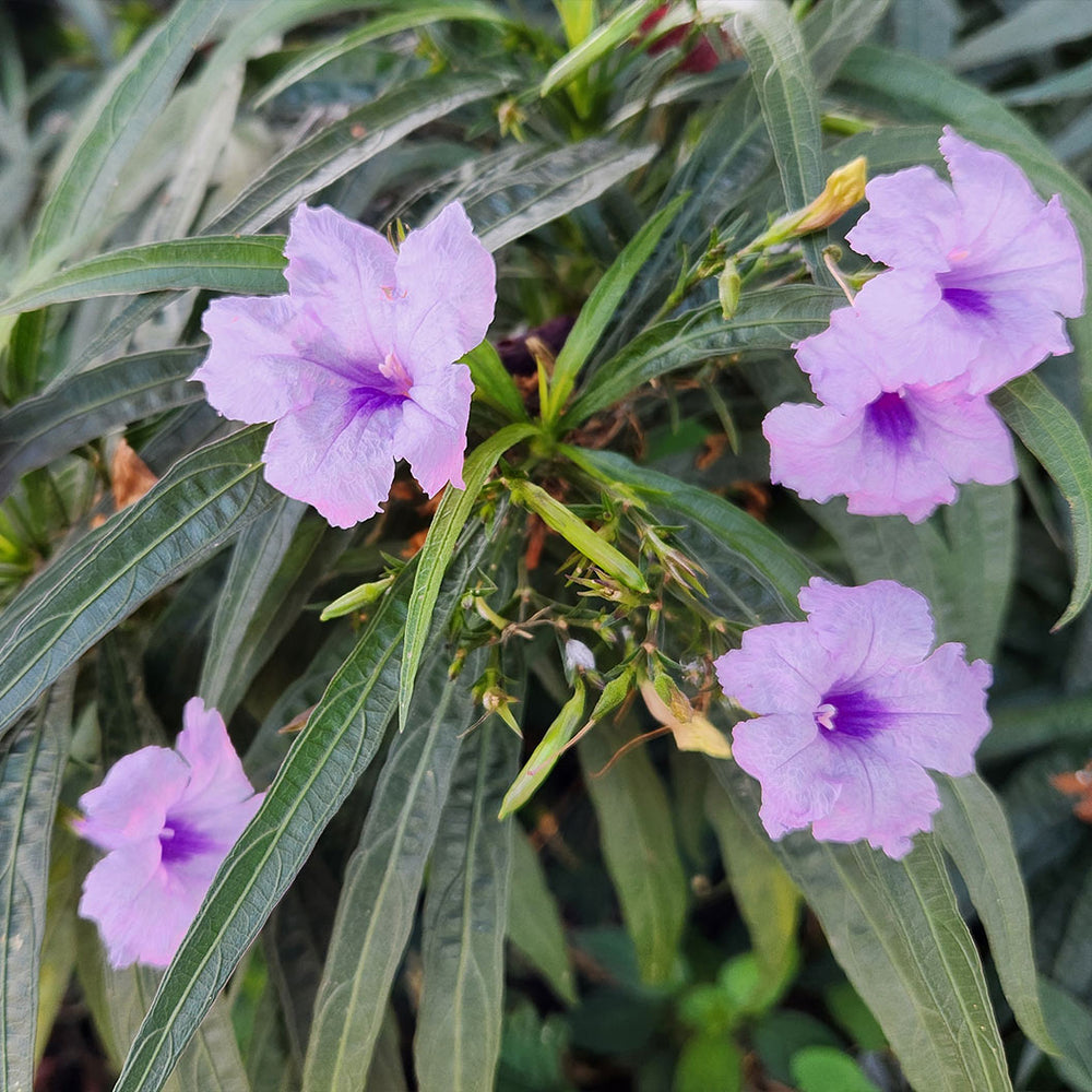 Katie Ruellia Plant