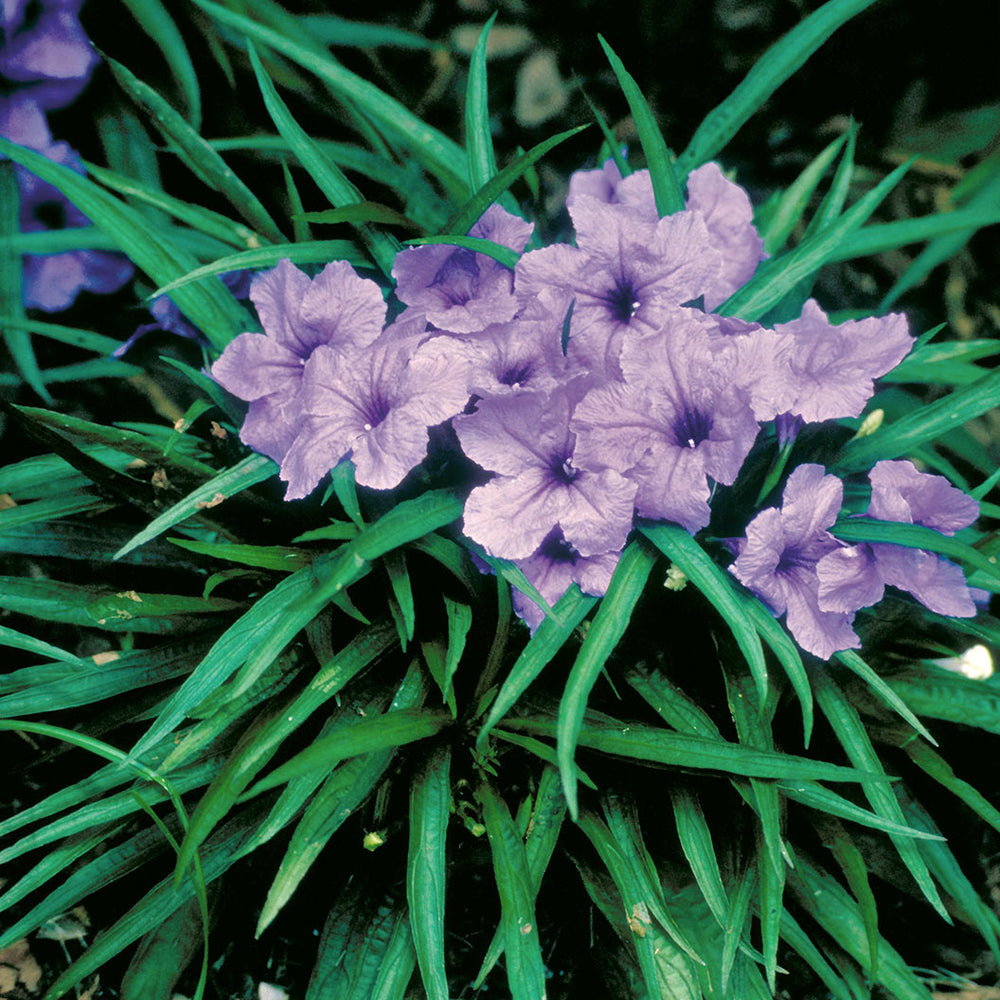 Katie Ruellia Plant