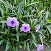 Katie Ruellia Plant