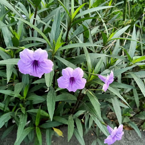Katie Ruellia Plant
