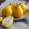 Kieffer Pear Tree