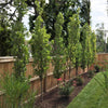 Kindred Spirit® Hybrid Oak Tree