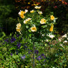 Easy Bee-zy Knock Out® Rose Tree