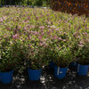 Dwarf Korean Lilac Shrub
