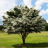 block-image