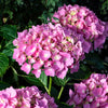 Bloomables® L.A. Dreamin® Hydrangea