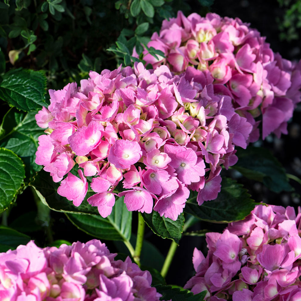 Bloomables® L.A. Dreamin® Hydrangea