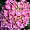 Bloomables® L.A. Dreamin® Hydrangea