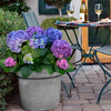 Bloomables® L.A. Dreamin® Hydrangea