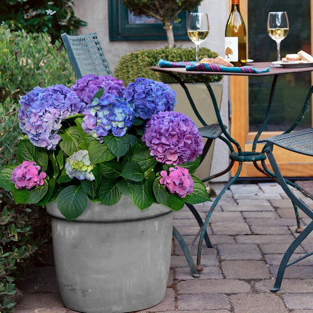 Bloomables® L.A. Dreamin® Hydrangea