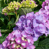 Bloomables® L.A. Dreamin® Hydrangea
