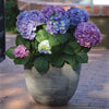 Bloomables® L.A. Dreamin® Hydrangea