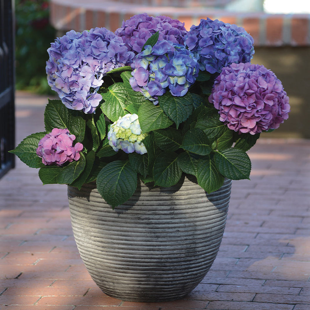 Bloomables® L.A. Dreamin® Hydrangea
